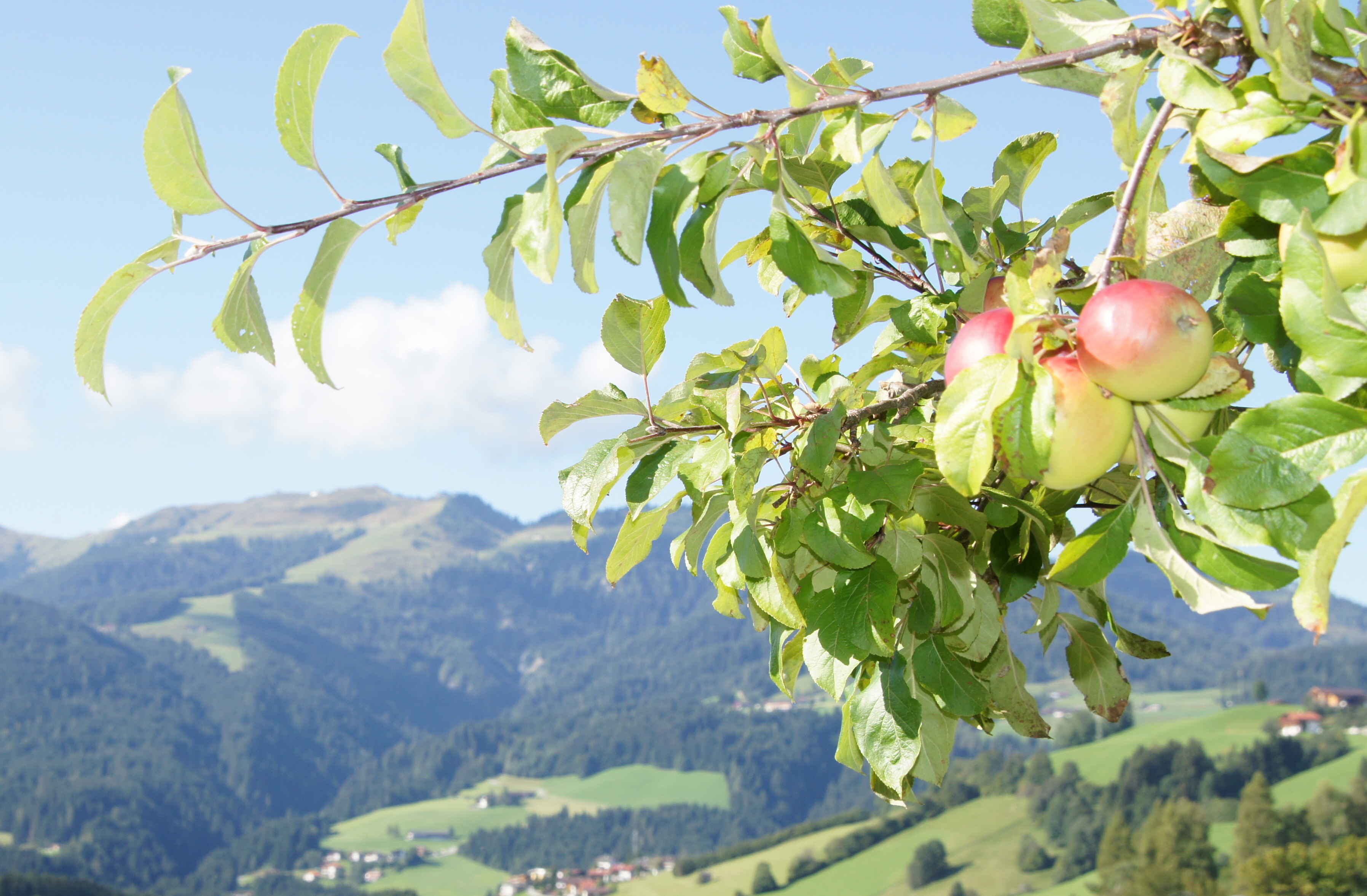 Apfelbaum und Berge